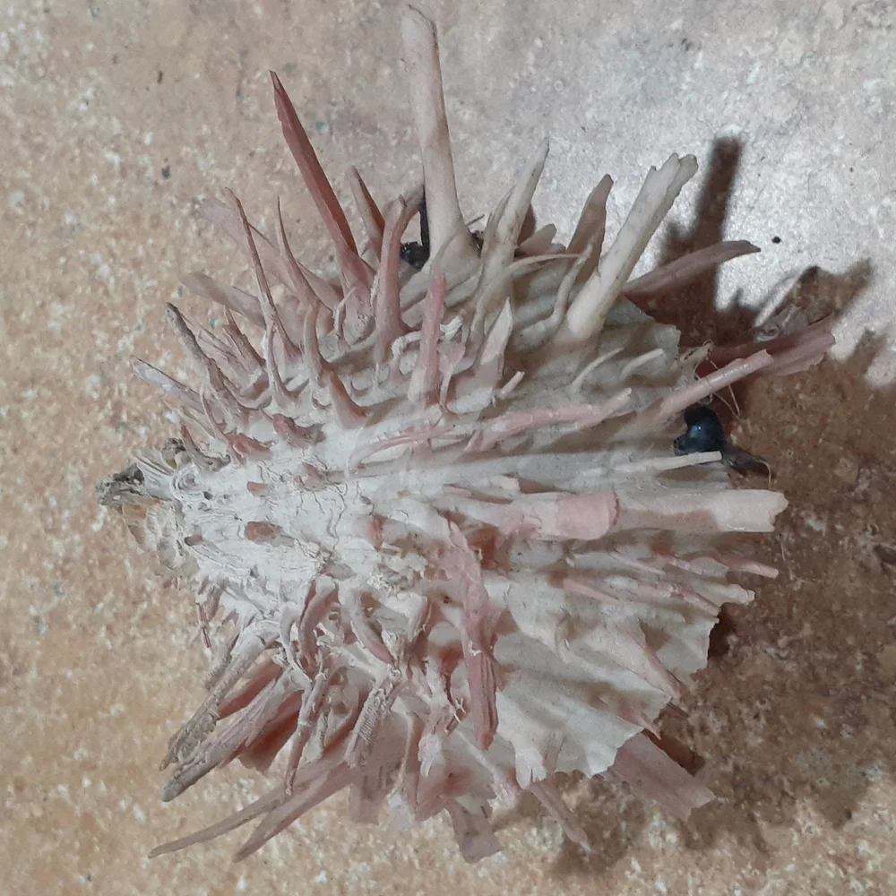 SeaShell - Picture 3 of 4